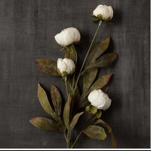 5 stems: Cream Peony Stems by Ashland